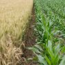 Rows of wheat and corn planted together in the same field