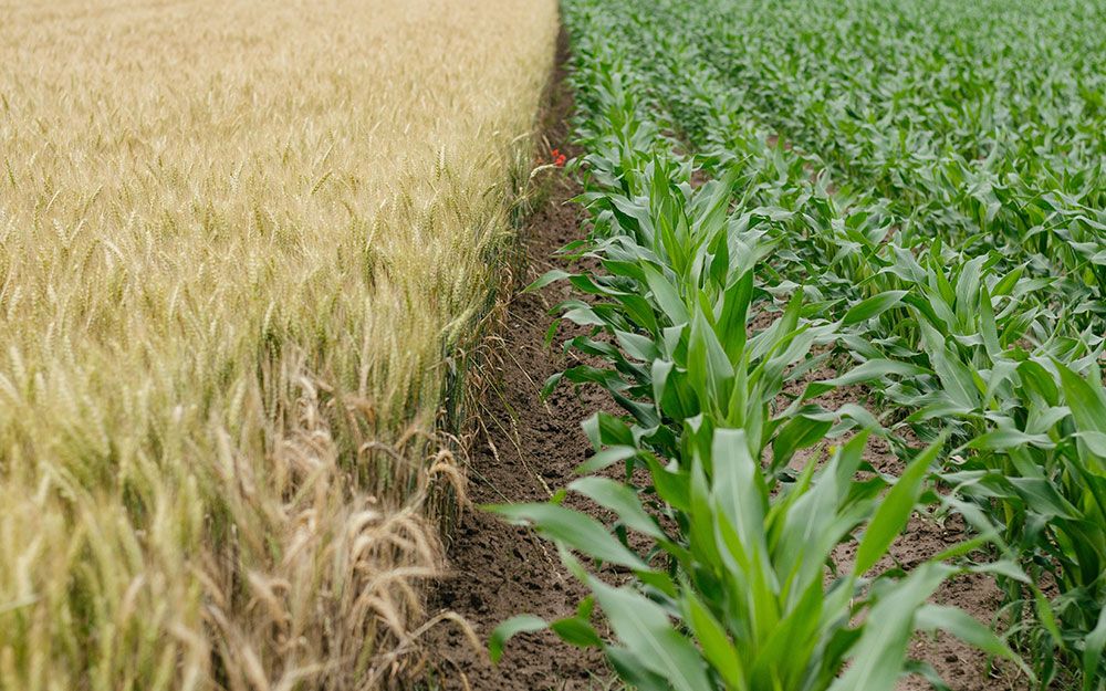 Rows of wheat and corn planted together in the same field